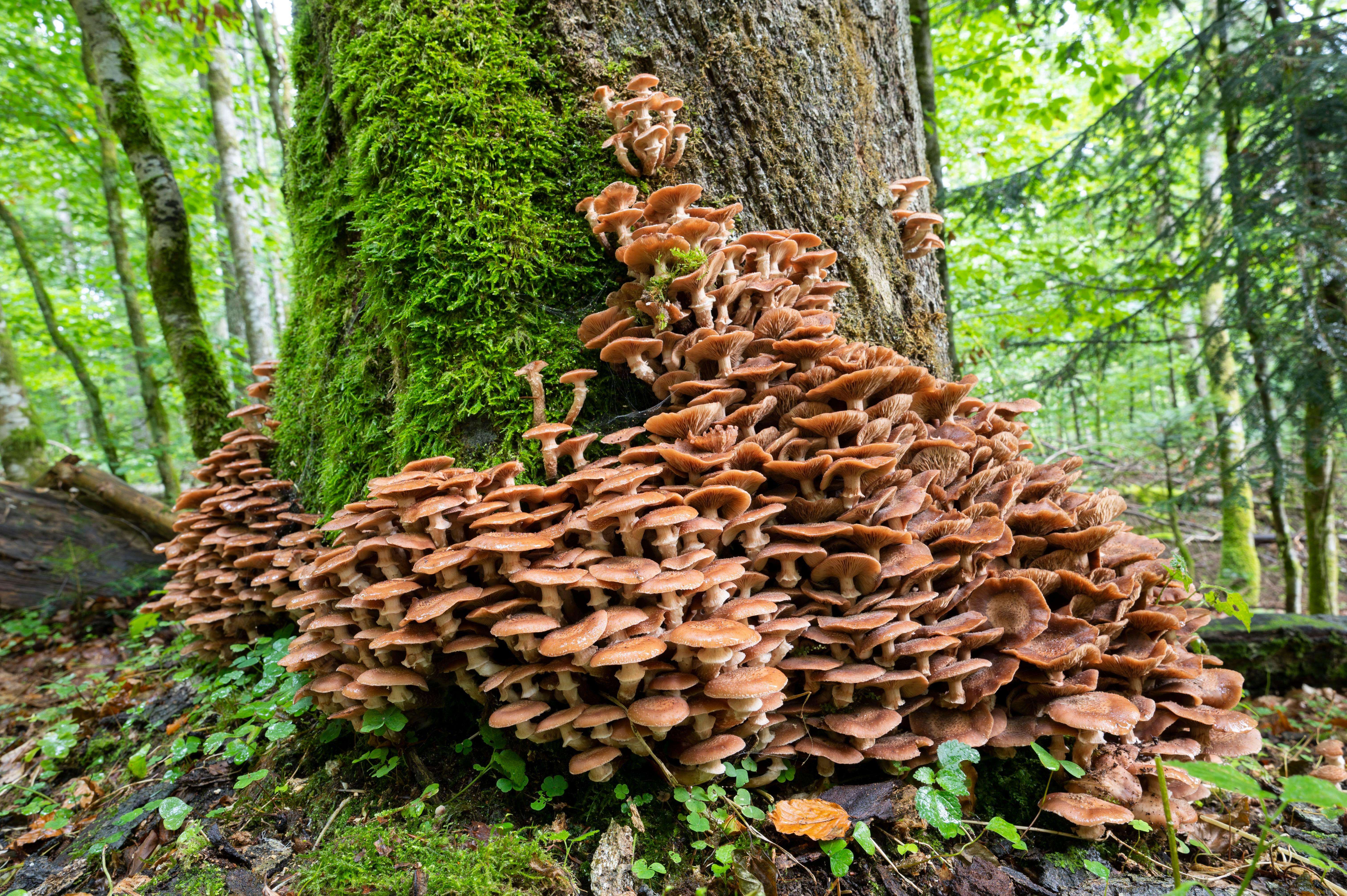 honey-mushroom-1